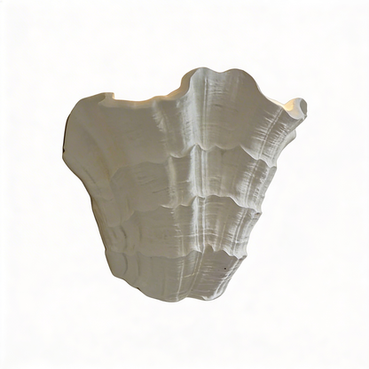 AURO Conque | Sculptural Gypsum Shell Wall Sconce